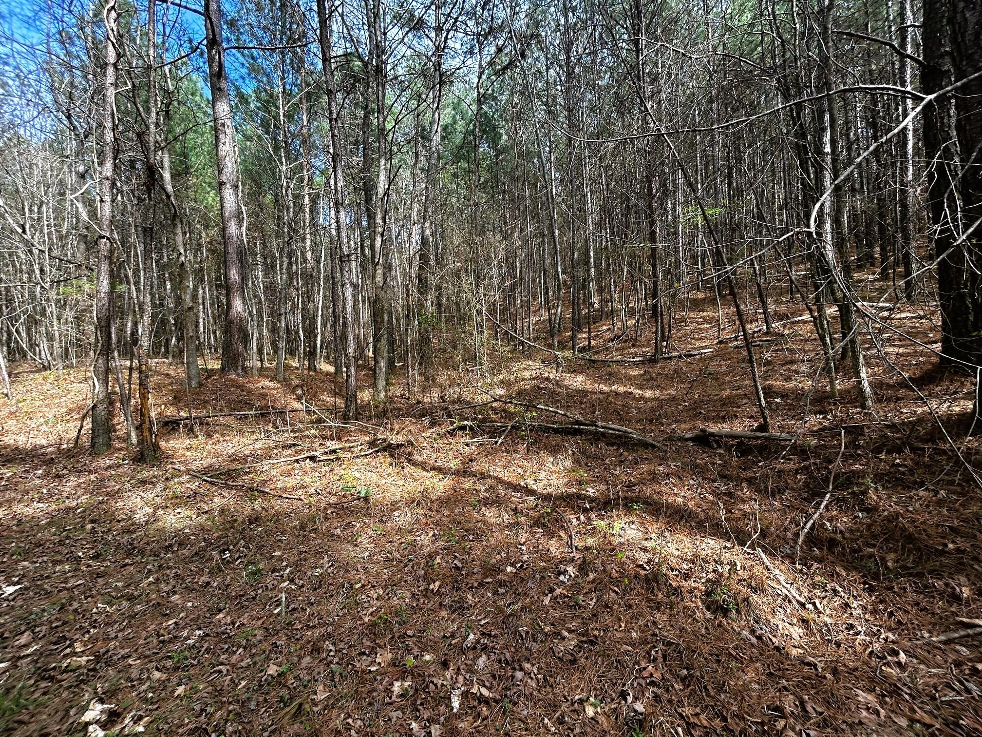 7 Southwest Owl Hollow Road McDonald, TN 37353 - Photo 20 of 32 Owl 7