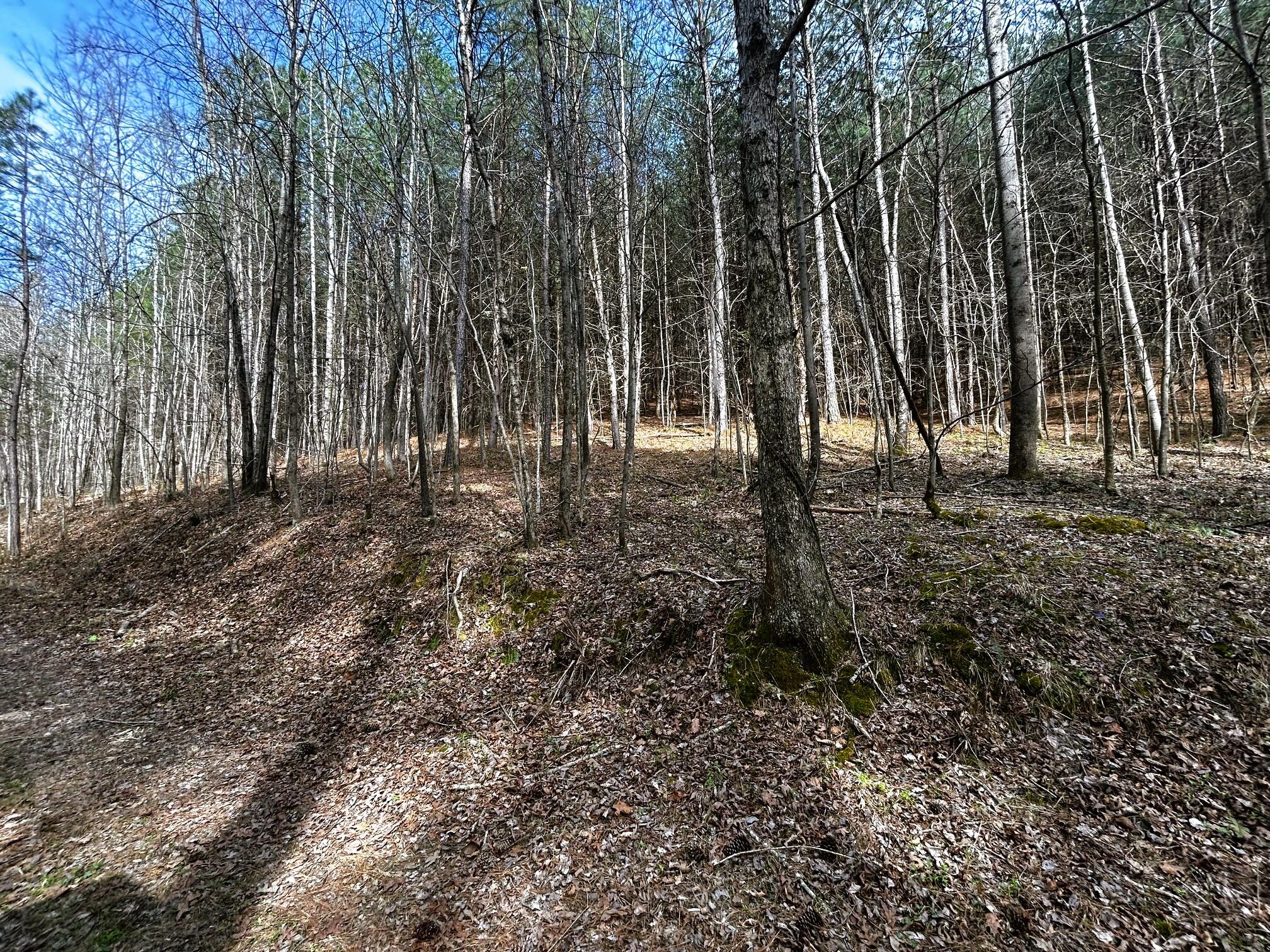 7 Southwest Owl Hollow Road McDonald, TN 37353 - Photo 22 of 32 owl 7 8