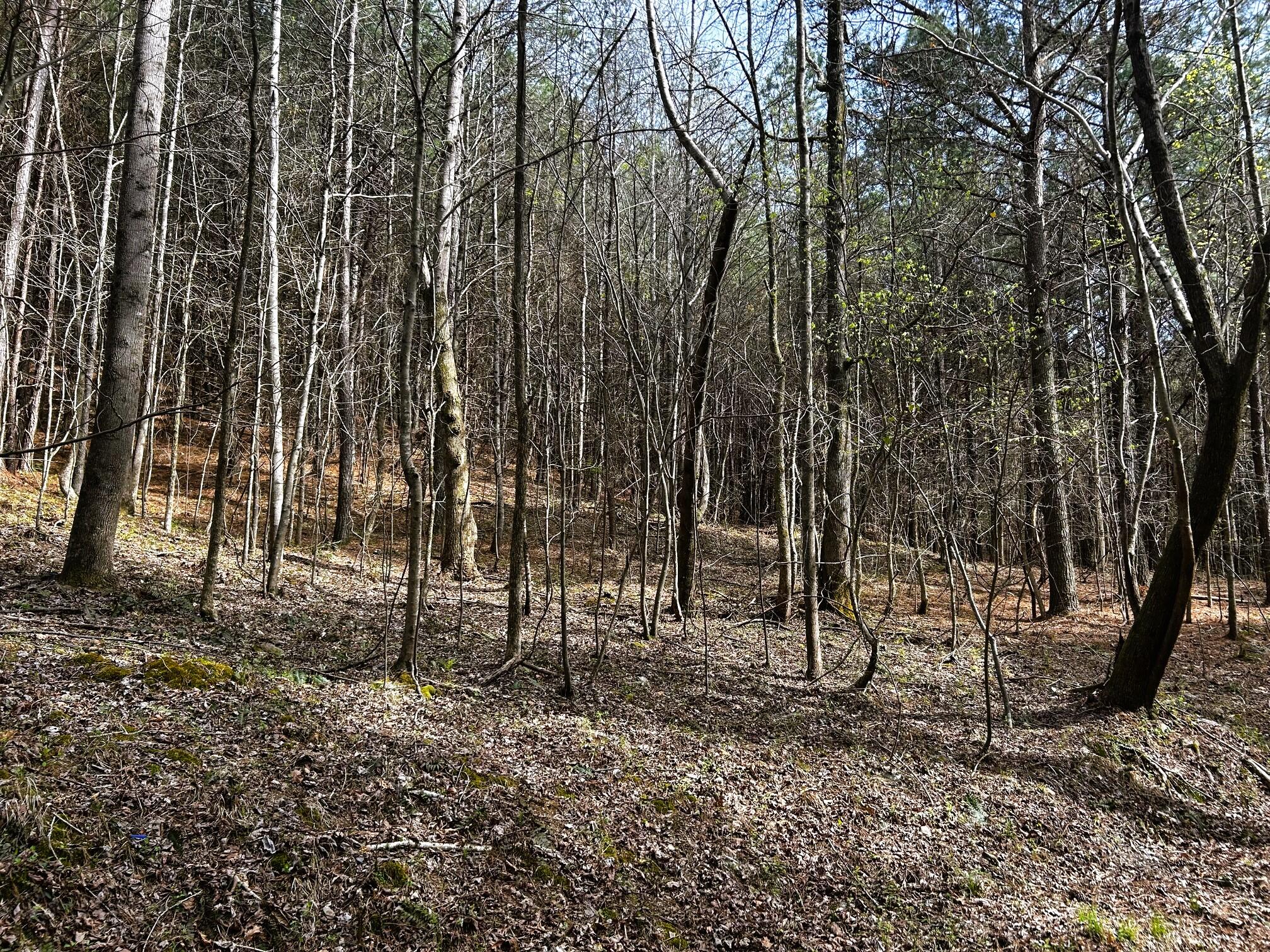 7 Southwest Owl Hollow Road McDonald, TN 37353 - Photo 23 of 32 owl 7 7