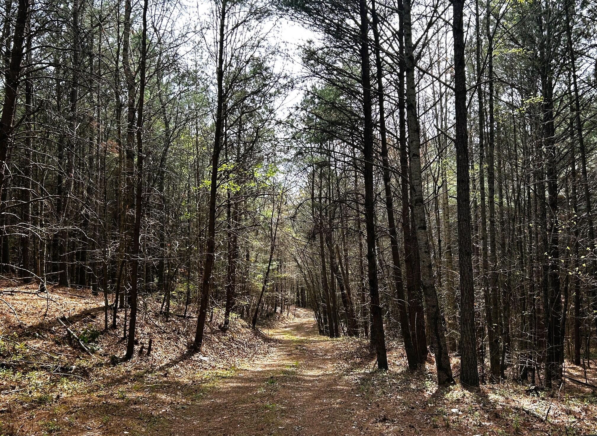 7 Southwest Owl Hollow Road McDonald, TN 37353 - Photo 8 of 32 owl 7 drive