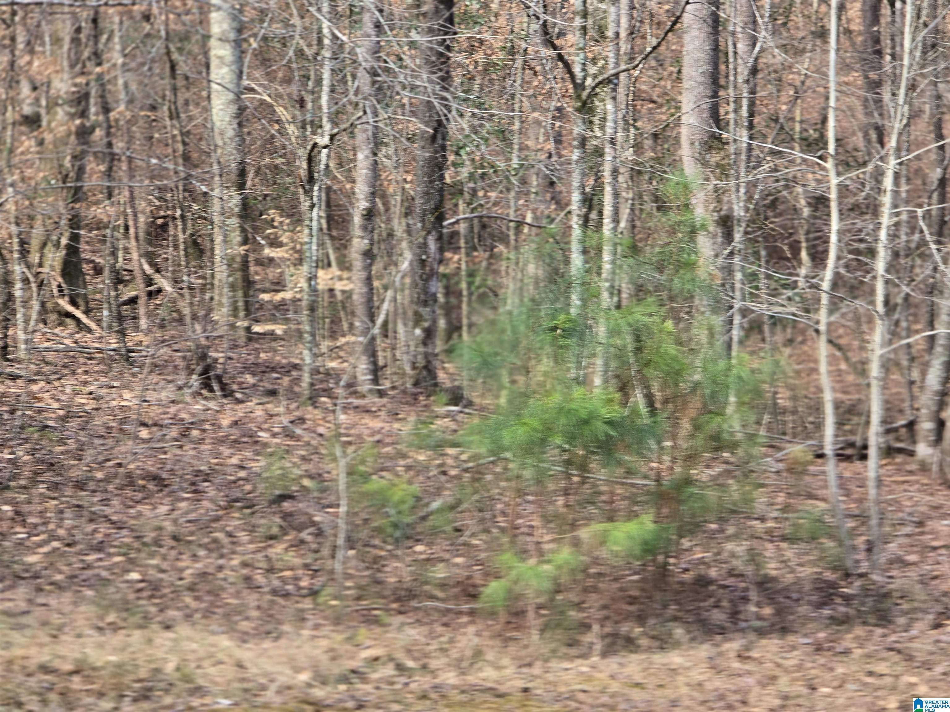 1958 Horns Lake Road Talladega, AL 35160 - Photo 25 of 30