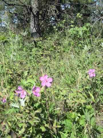 19600 South Spangle Creek Road Spangle, WA 99031 - Photo 4 of 9