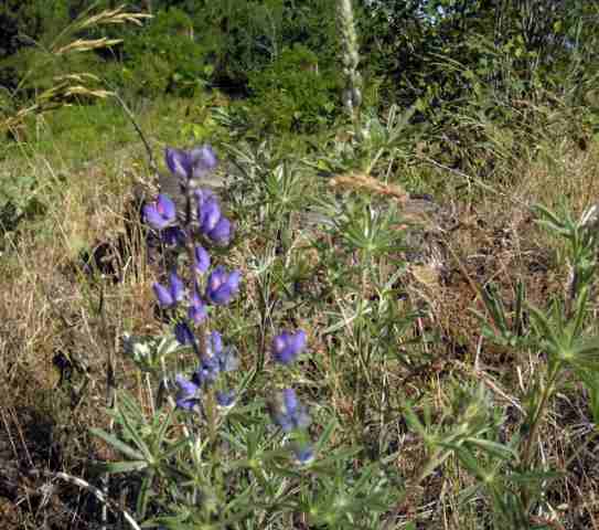 19600 South Spangle Creek Road Spangle, WA 99031 - Photo 7 of 9