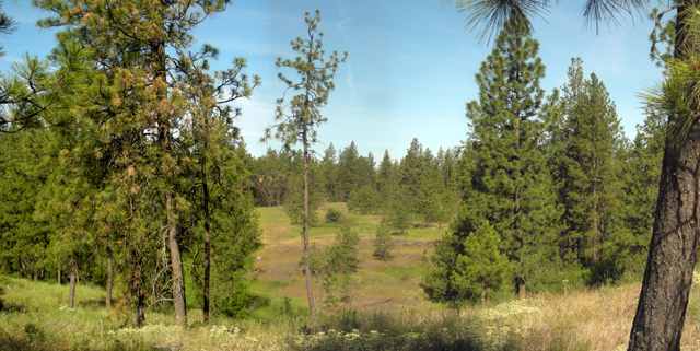 19600 South Spangle Creek Road Spangle, WA 99031 - Photo 9 of 9