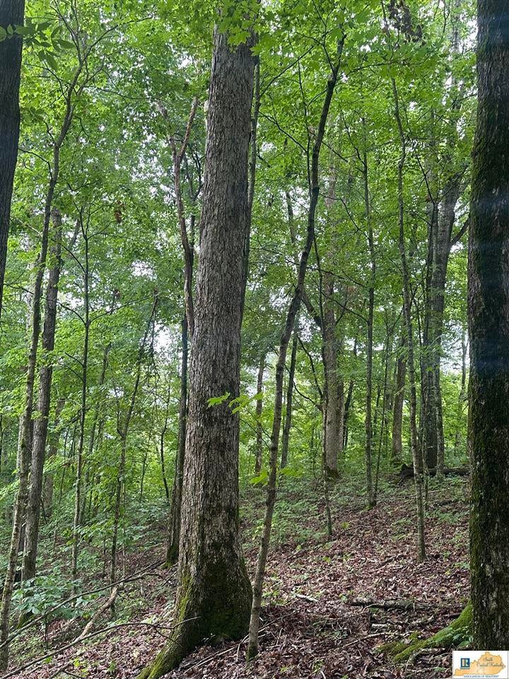 Ac Elbow Bend Road Tompkinsville, KY 42167 - Photo 10 of 12 Gallery Image 10