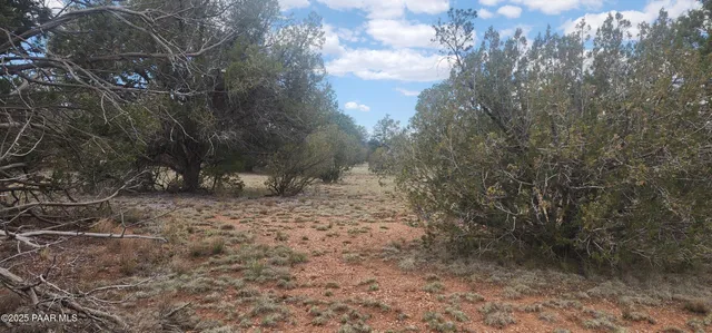 a view of a big yard with large trees