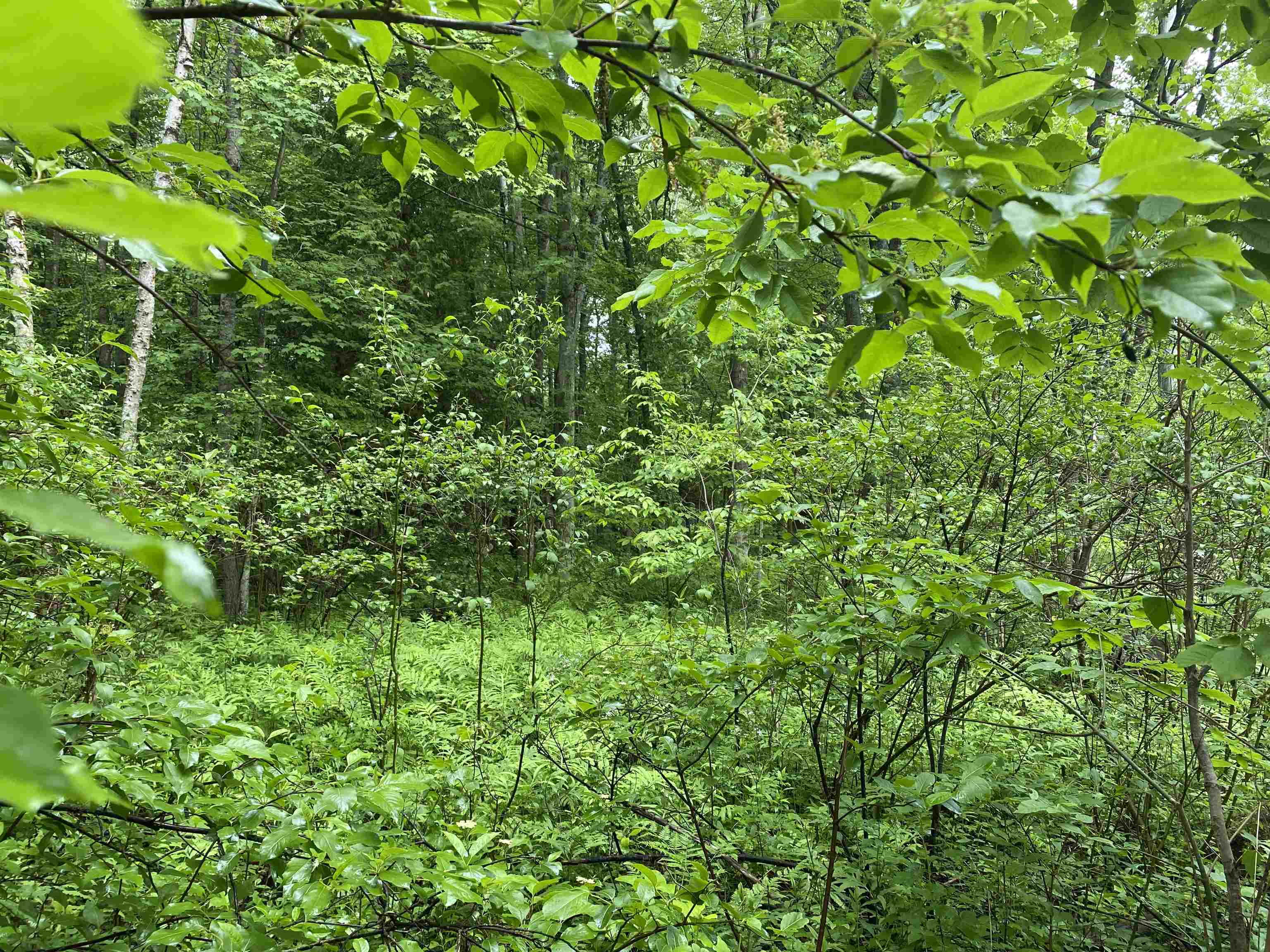 15991 Bentley Road Thompsonville, MI 49683 - Photo 6 of 19