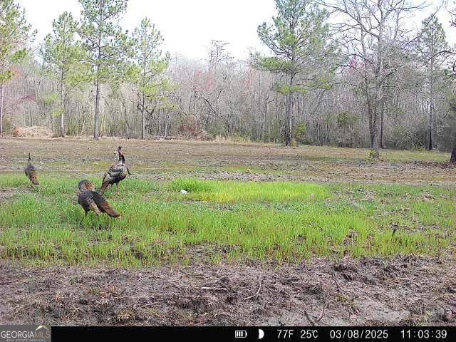 0 Sumner Road Sumner, GA 31789 - Photo 16 of 17