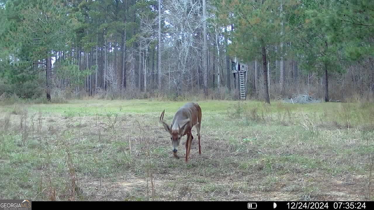0 Sumner Road Sumner, GA 31789 - Photo 10 of 17