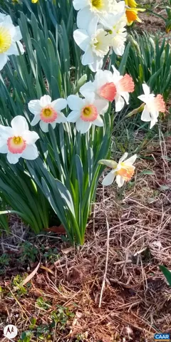 a view of swimming pool with lawn chairs and plants