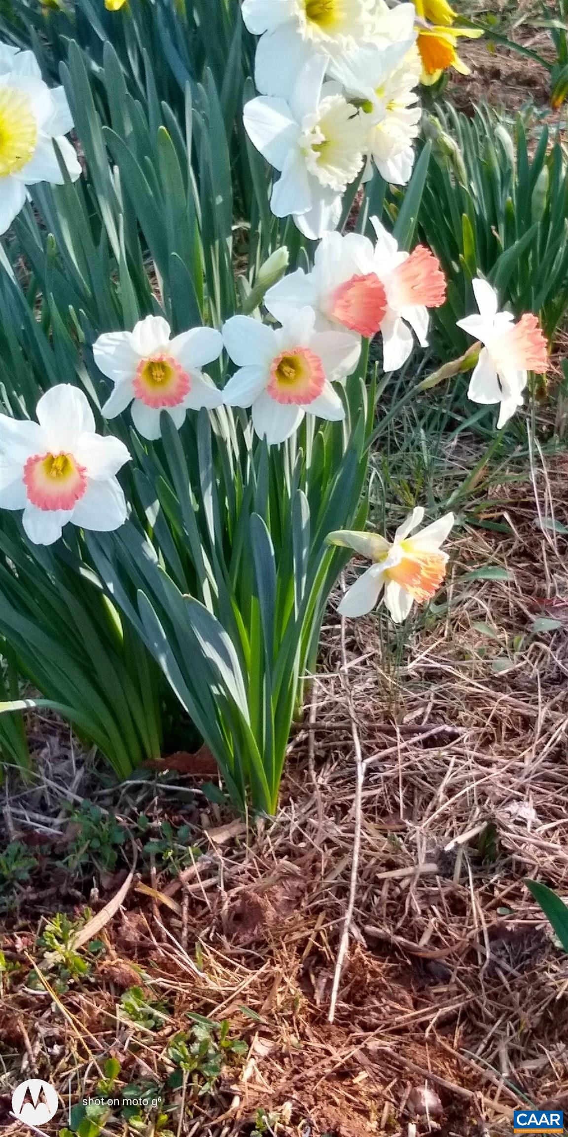 787 Durrett Town Road Afton, VA 22920 - Photo 44 of 49 a view of swimming pool with lawn chairs and plants