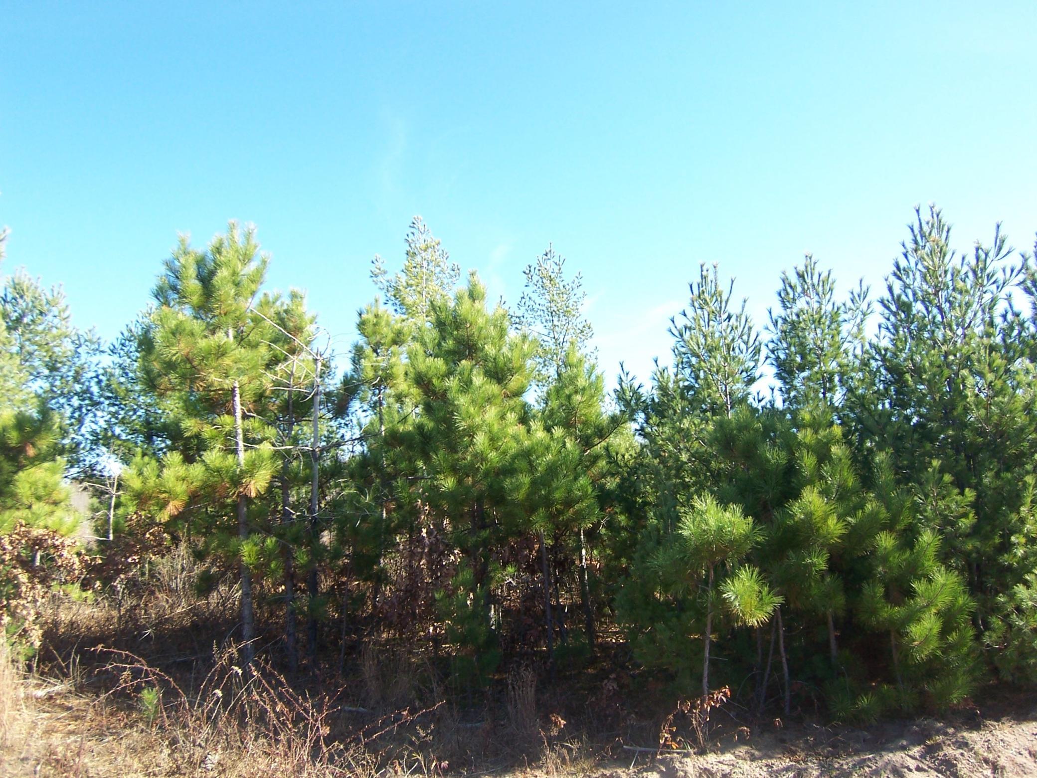 Lot 5 Ashtons Trail Webster, WI 54893 - Photo 1 of 1 Gallery Image 1