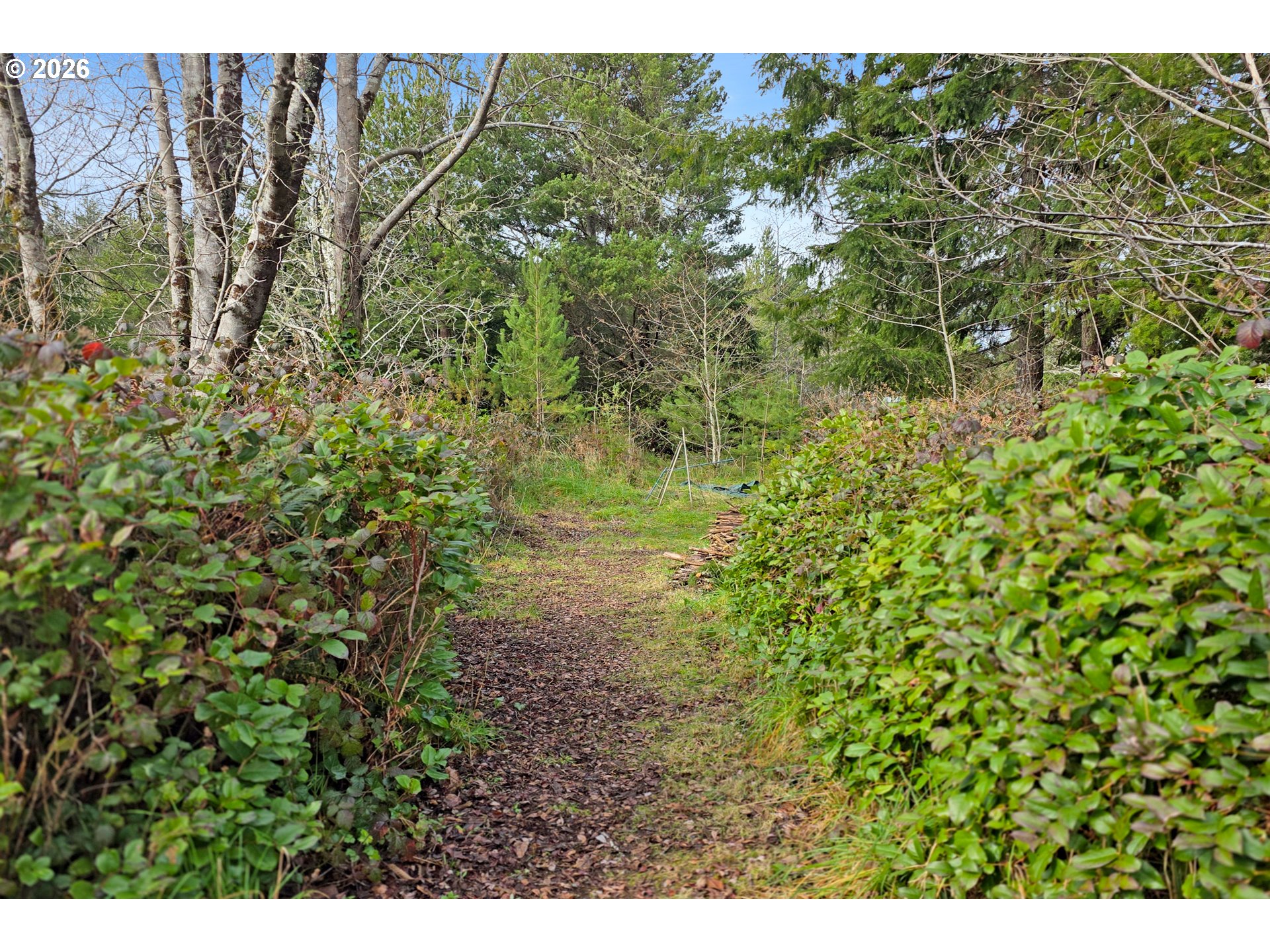 5591 Chittum Loop Florence, OR 97439 - Photo 15 of 23 a view of a big yard with lots of bushes