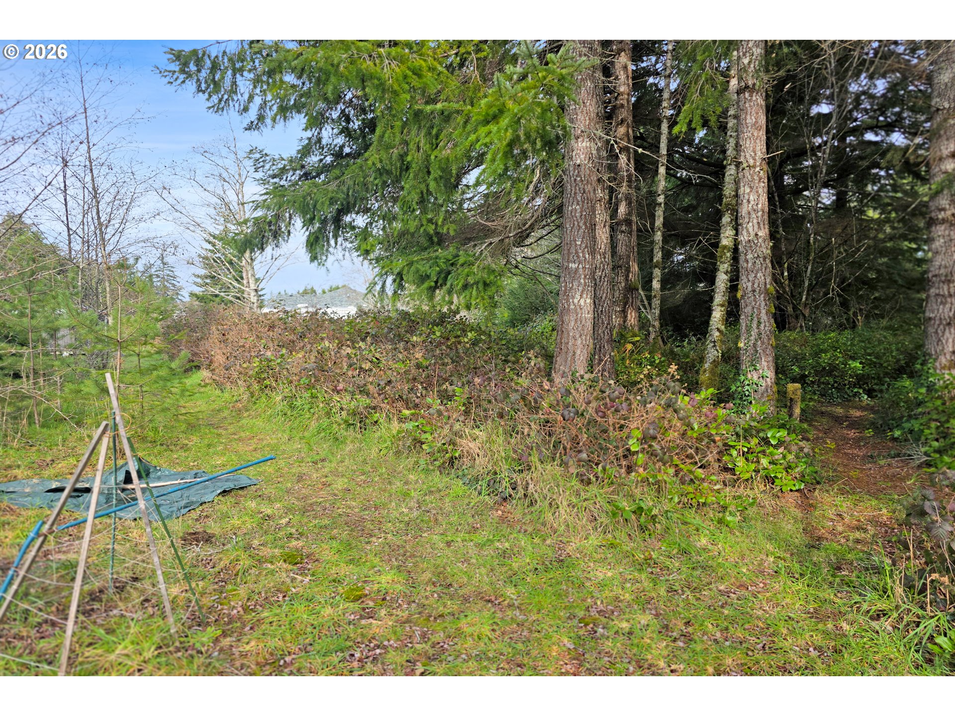 5591 Chittum Loop Florence, OR 97439 - Photo 16 of 23 a small yard with lots of green space