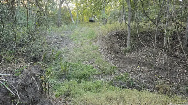 a view of a forest with trees in the background