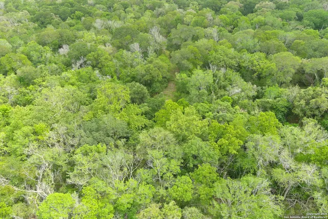 a view of a big yard with plants and large trees