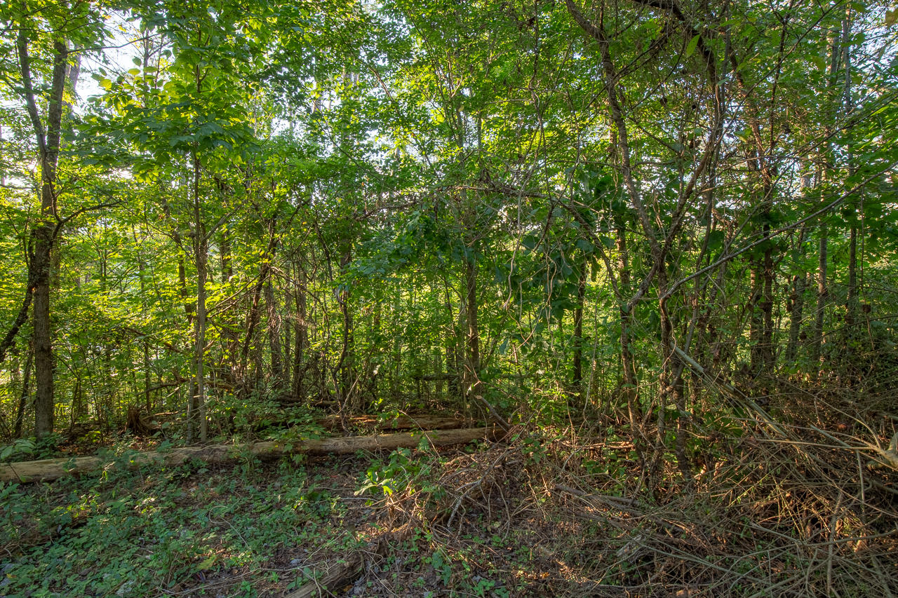 2219-2223 Goose Gap Road Sevierville, TN 37876 - Photo 8 of 12 2219 Goose Gap Rd , Sevierville -6