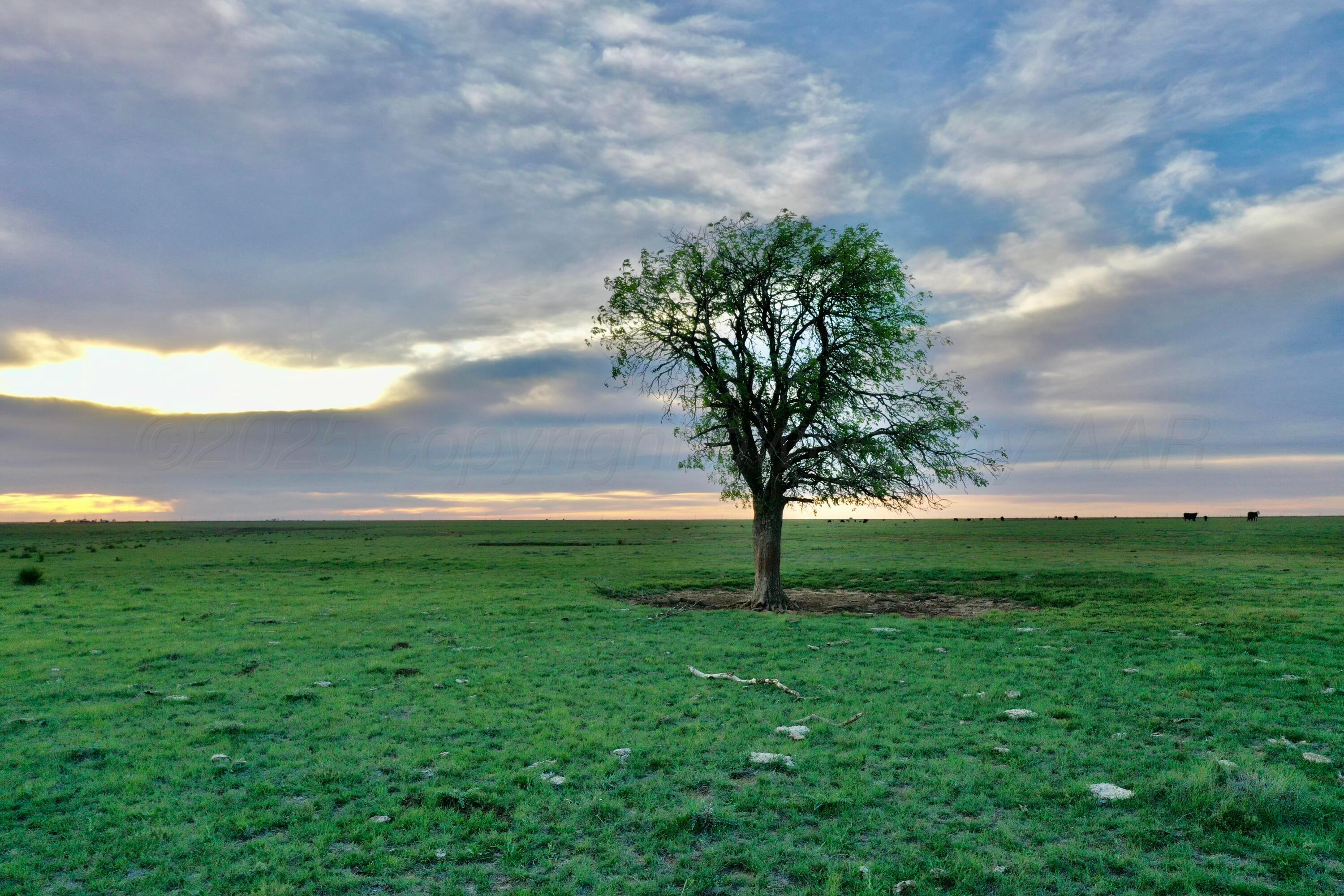 6675 Highway 86 Tulia, TX 79088 - Photo 46 of 68 a view of a garden with a tree in the background