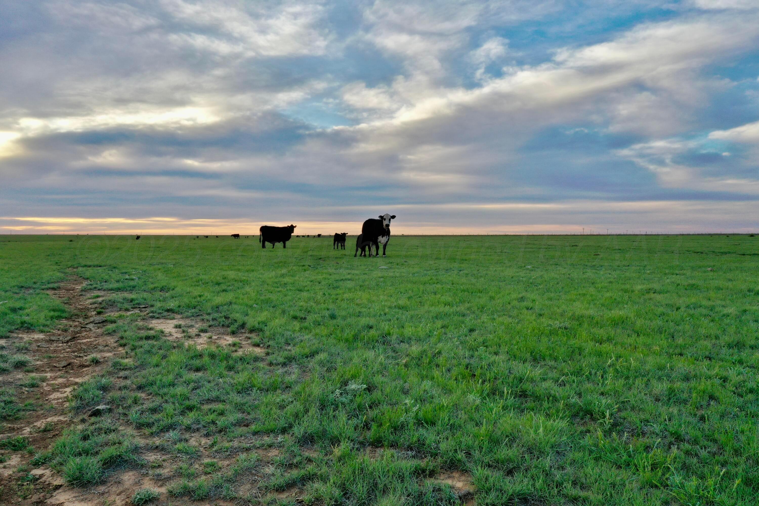 6675 Highway 86 Tulia, TX 79088 - Photo 47 of 68 a view of a garden with an outdoor space