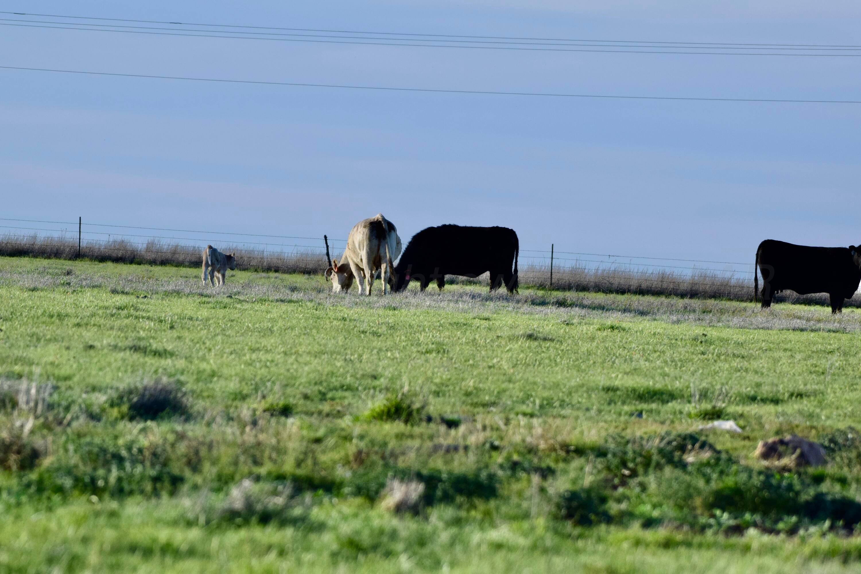 6675 Highway 86 Tulia, TX 79088 - Photo 50 of 68 a backyard of a house with lawn chairs and plants