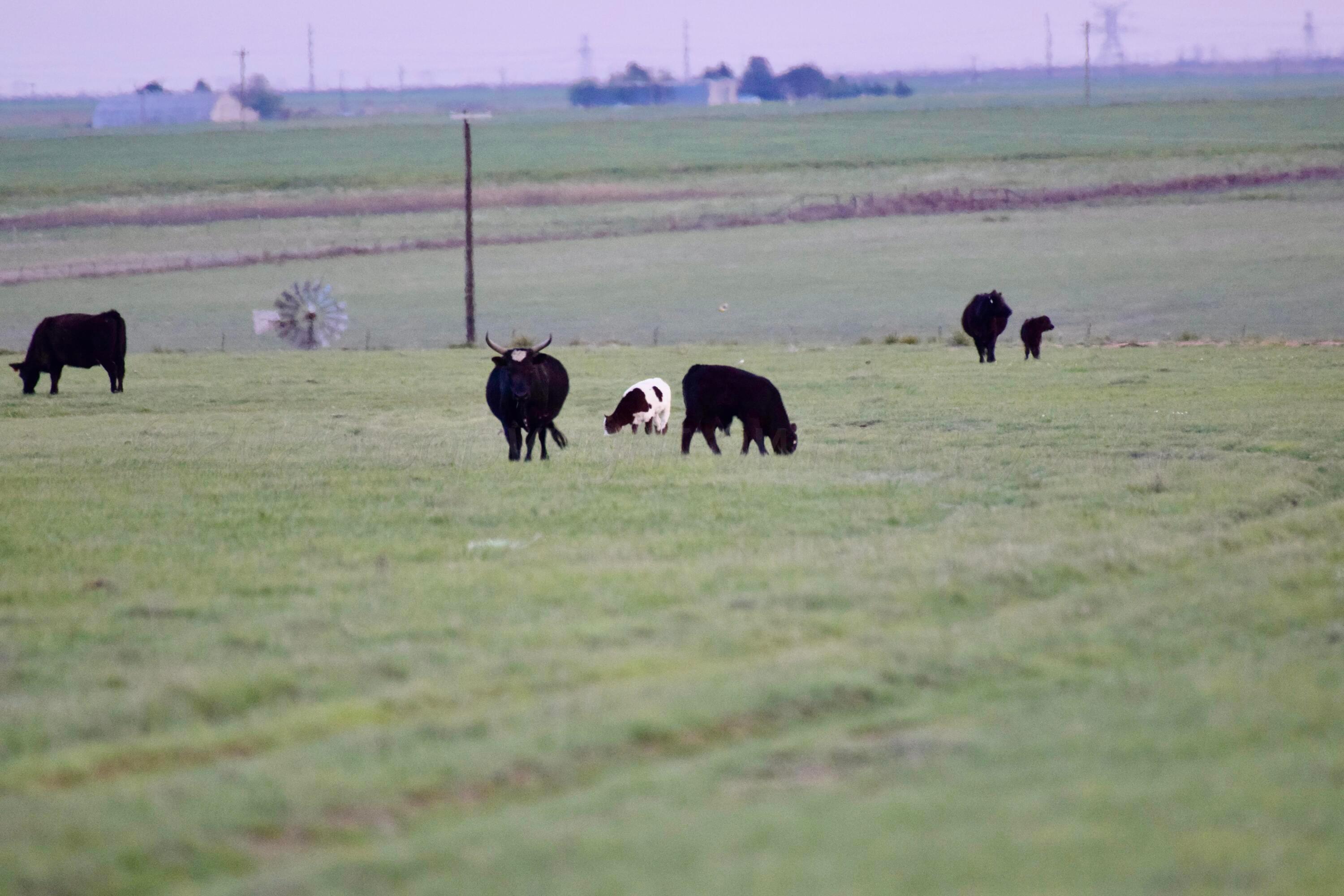 6675 Highway 86 Tulia, TX 79088 - Photo 52 of 68 a view of a lake