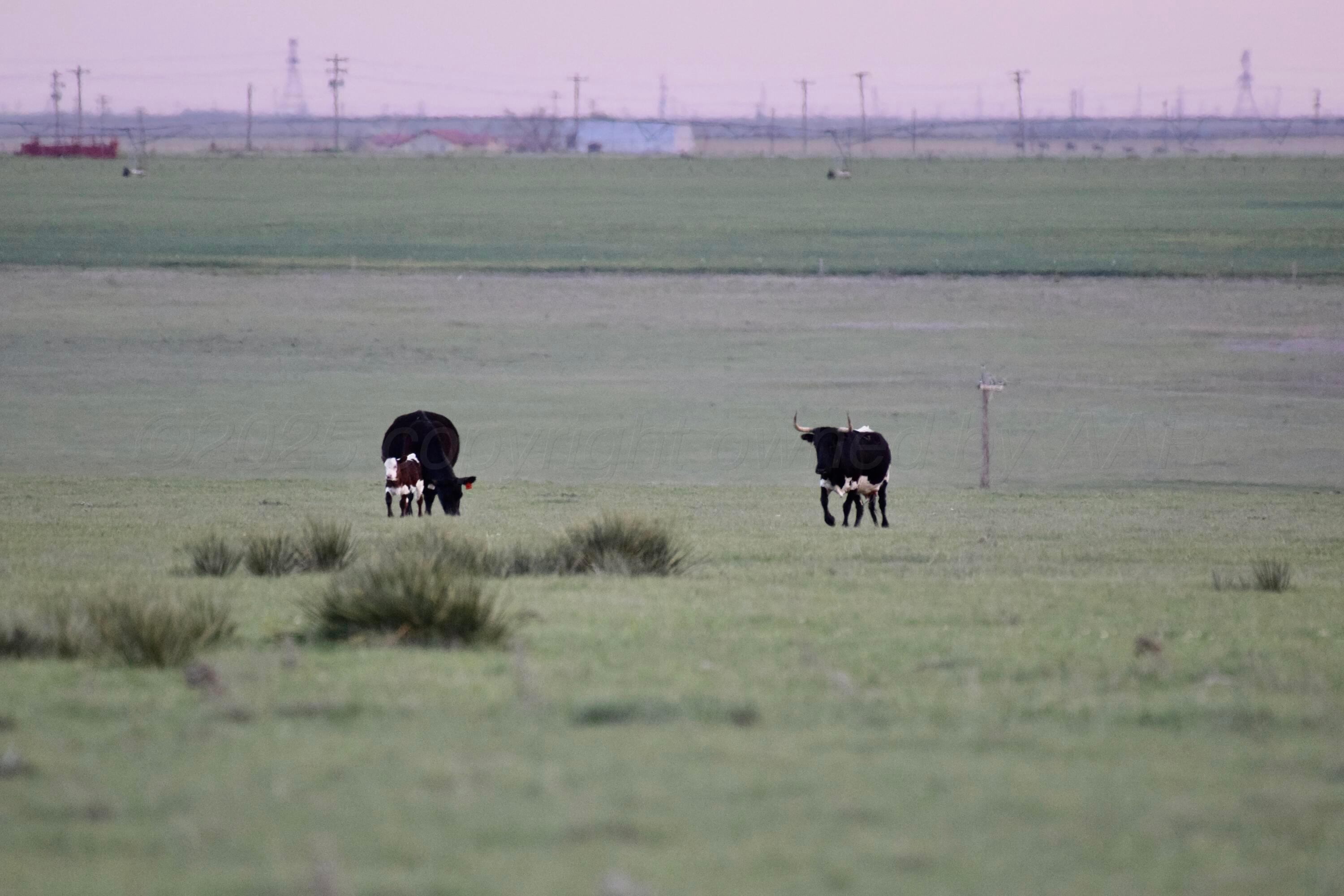 6675 Highway 86 Tulia, TX 79088 - Photo 53 of 68 a view of a lake with a yard
