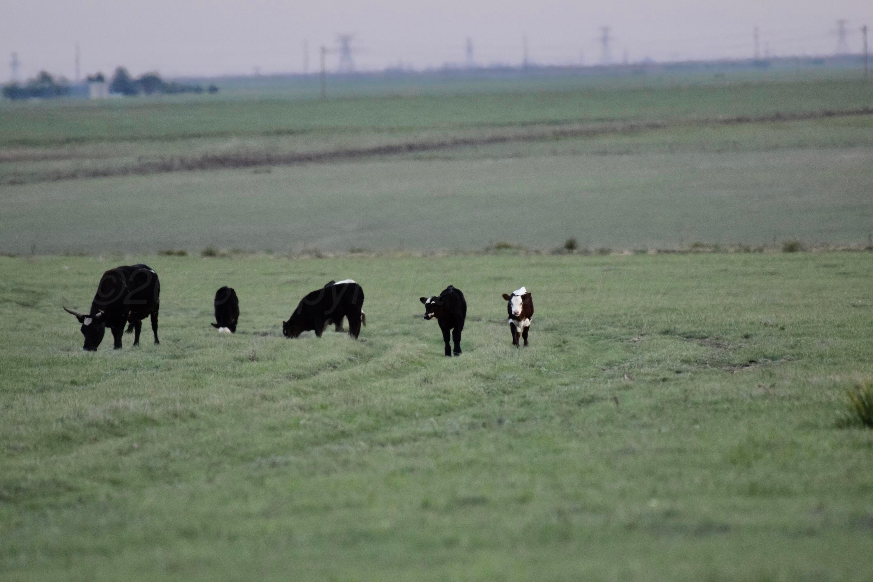 6675 Highway 86 Tulia, TX 79088 - Photo 57 of 68 DSC_0082