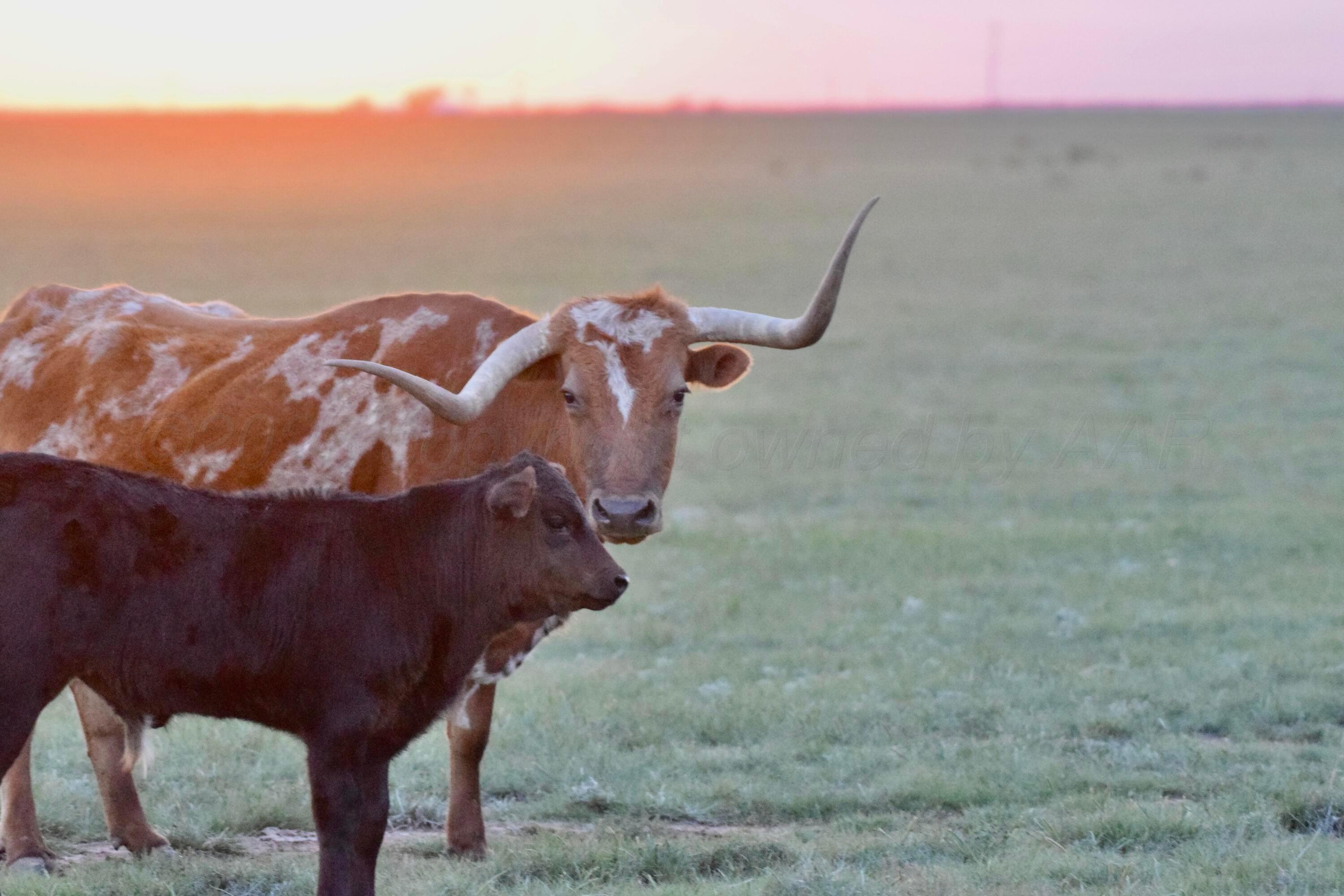 6675 Highway 86 Tulia, TX 79088 - Photo 59 of 68 DSC_0088
