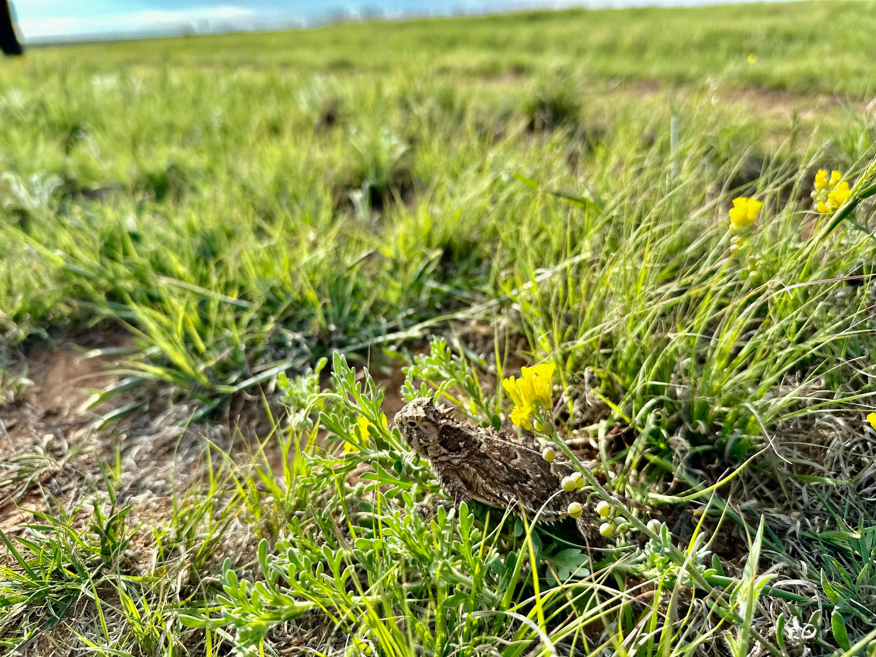 6675 Highway 86 Tulia, TX 79088 - Photo 67 of 68 a view of a big yard with plants and large trees