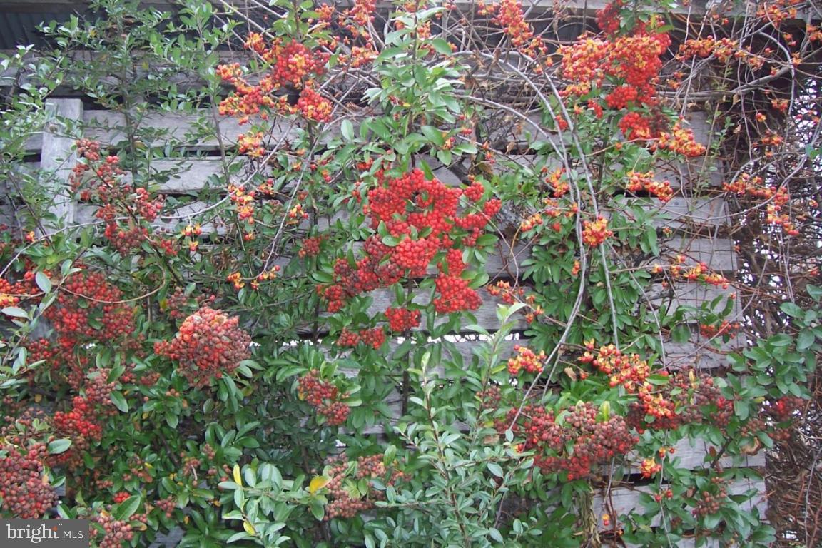 172 Oak Bottom Road Quarryville, PA 17566 - Photo 16 of 17 a picture of flowers