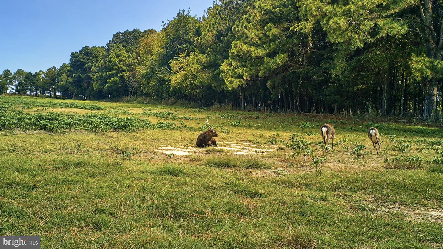 1713 Doeller Road Fishing Creek, MD 21634 - Photo 76 of 96