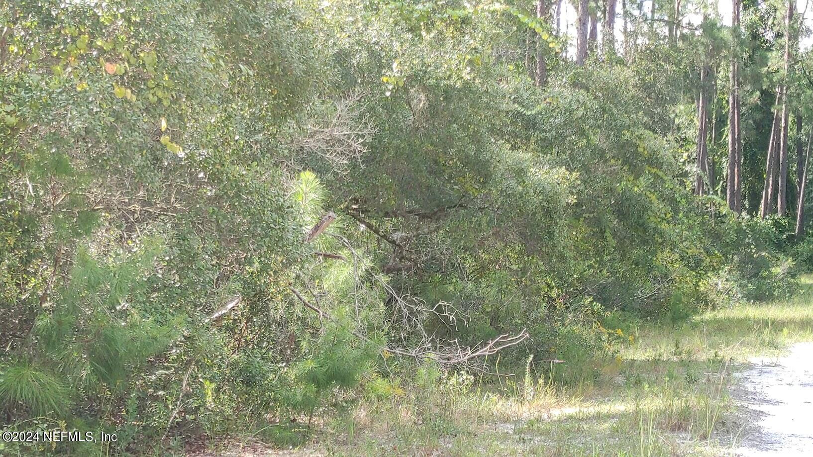 209 Ocala Court Georgetown, FL 32139 - Photo 4 of 7