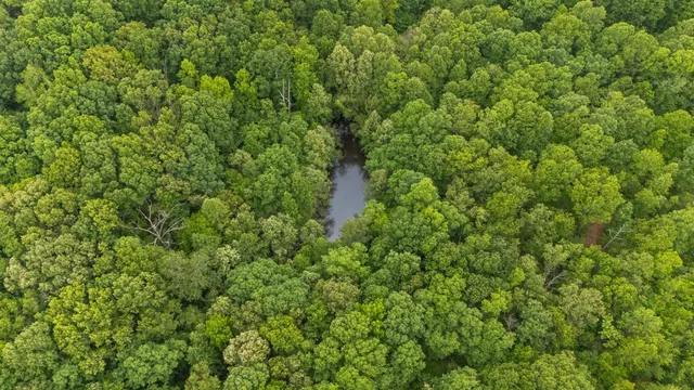 a view of a lush green forest with a tree