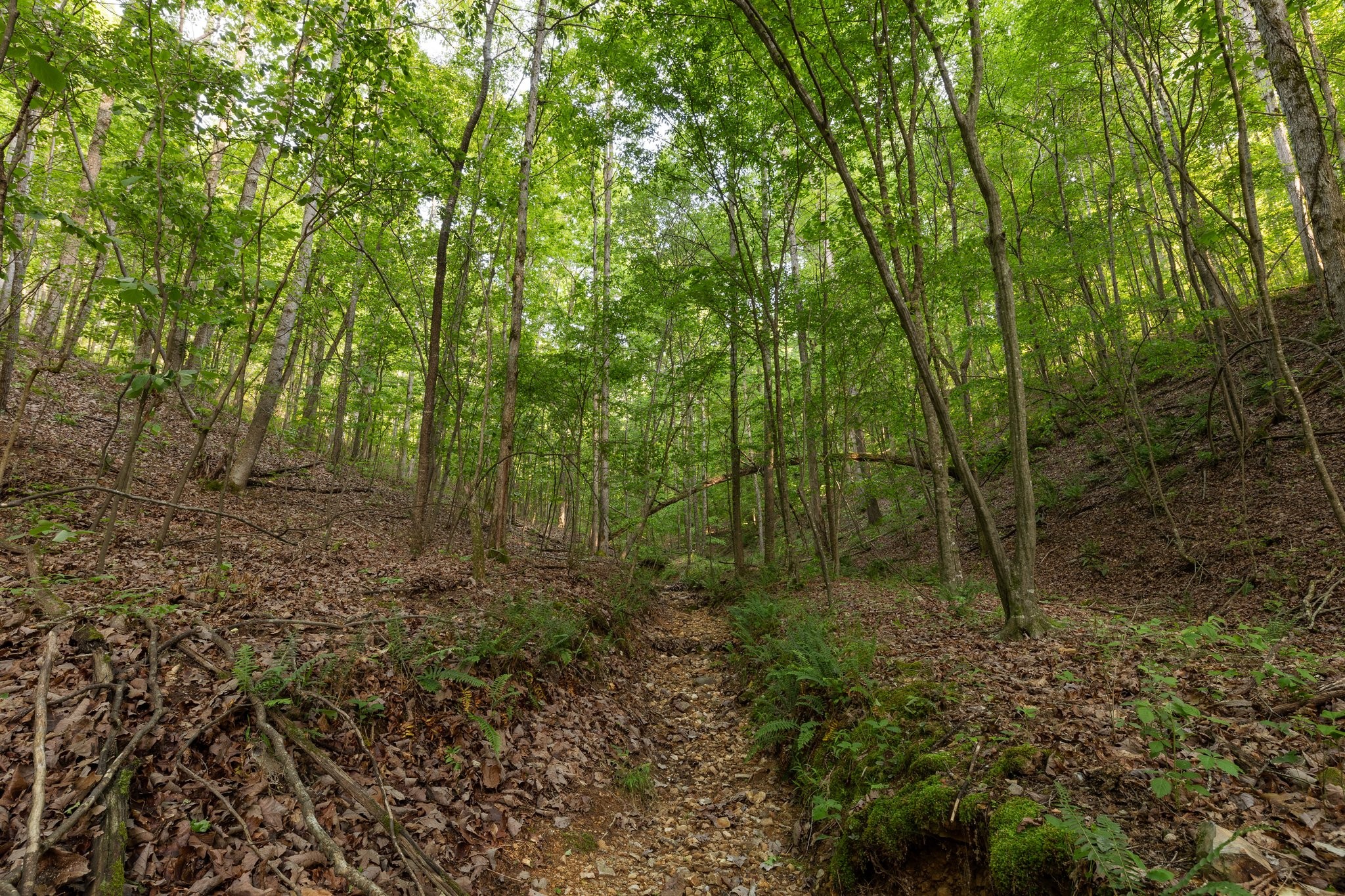 0 Bell Branch Road Nunnelly, TN 37137 - Photo 27 of 45 Gallery Image 27