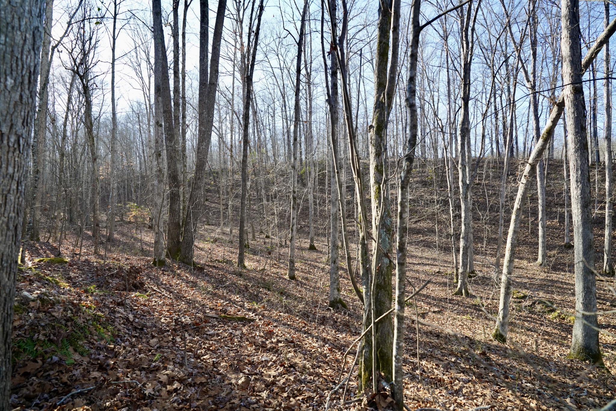 0 Bell Branch Road Nunnelly, TN 37137 - Photo 29 of 45 Gallery Image 29
