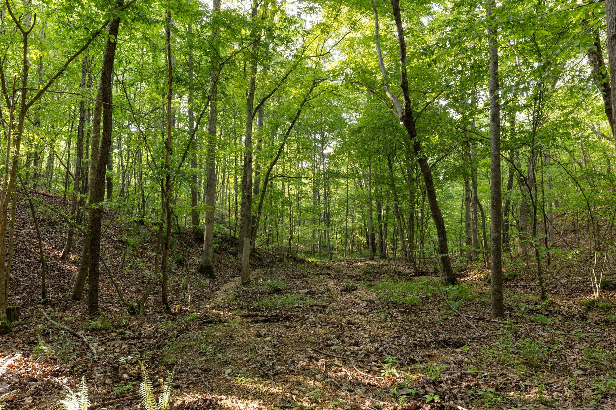 0 Bell Branch Road Nunnelly, TN 37137 - Photo 31 of 45 Gallery Image 31