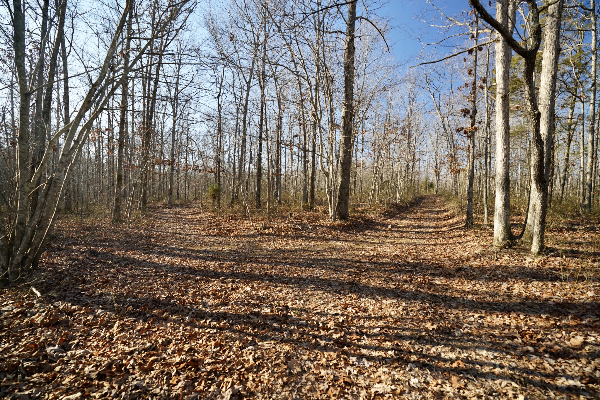 0 Bell Branch Road Nunnelly, TN 37137 - Photo 39 of 45 Gallery Image 39