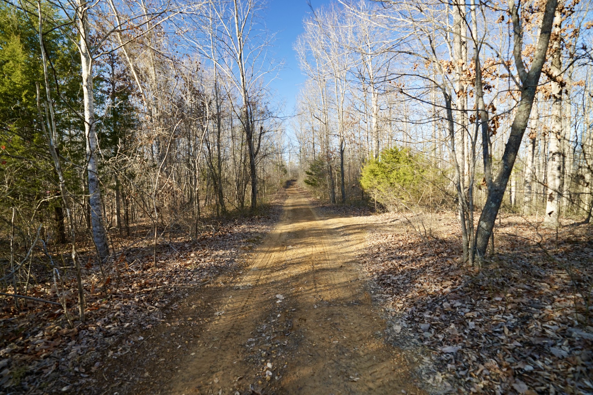 0 Bell Branch Road Nunnelly, TN 37137 - Photo 4 of 45 Gallery Image 4