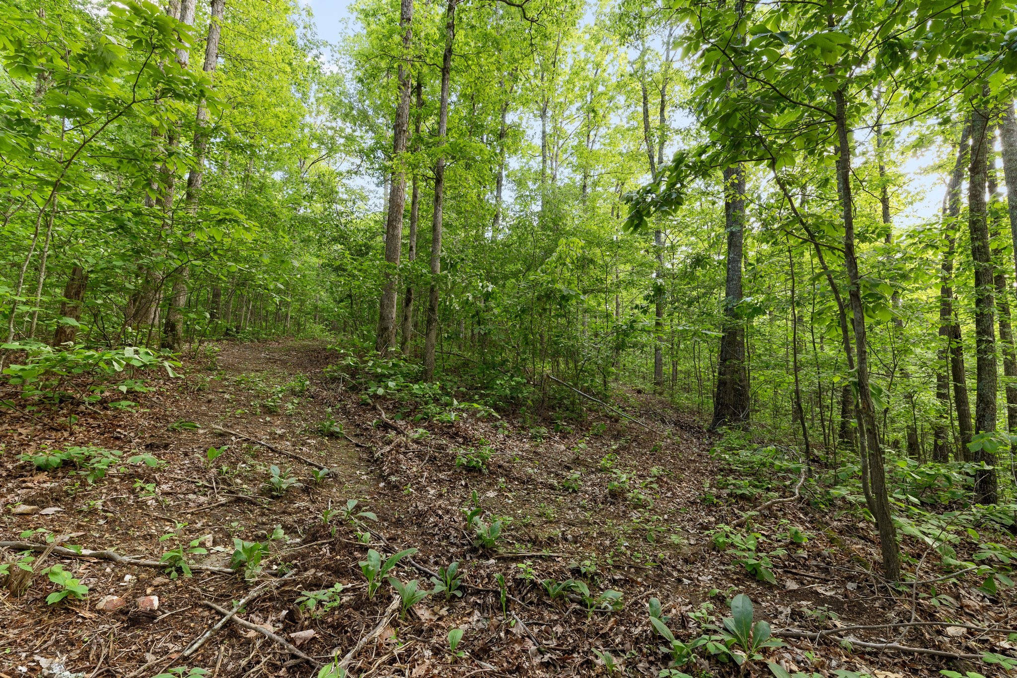 0 Bell Branch Road Nunnelly, TN 37137 - Photo 42 of 45 Gallery Image 42