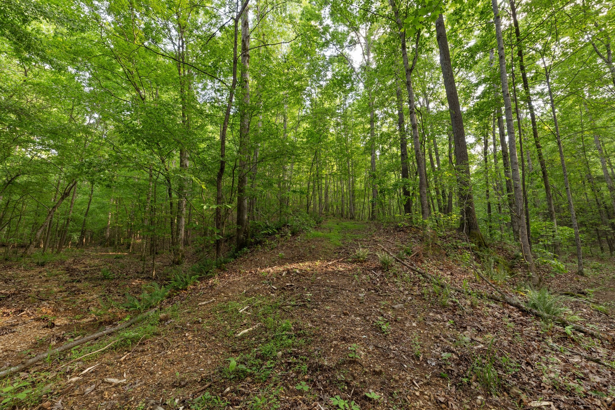 0 Bell Branch Road Nunnelly, TN 37137 - Photo 8 of 45 Gallery Image 8