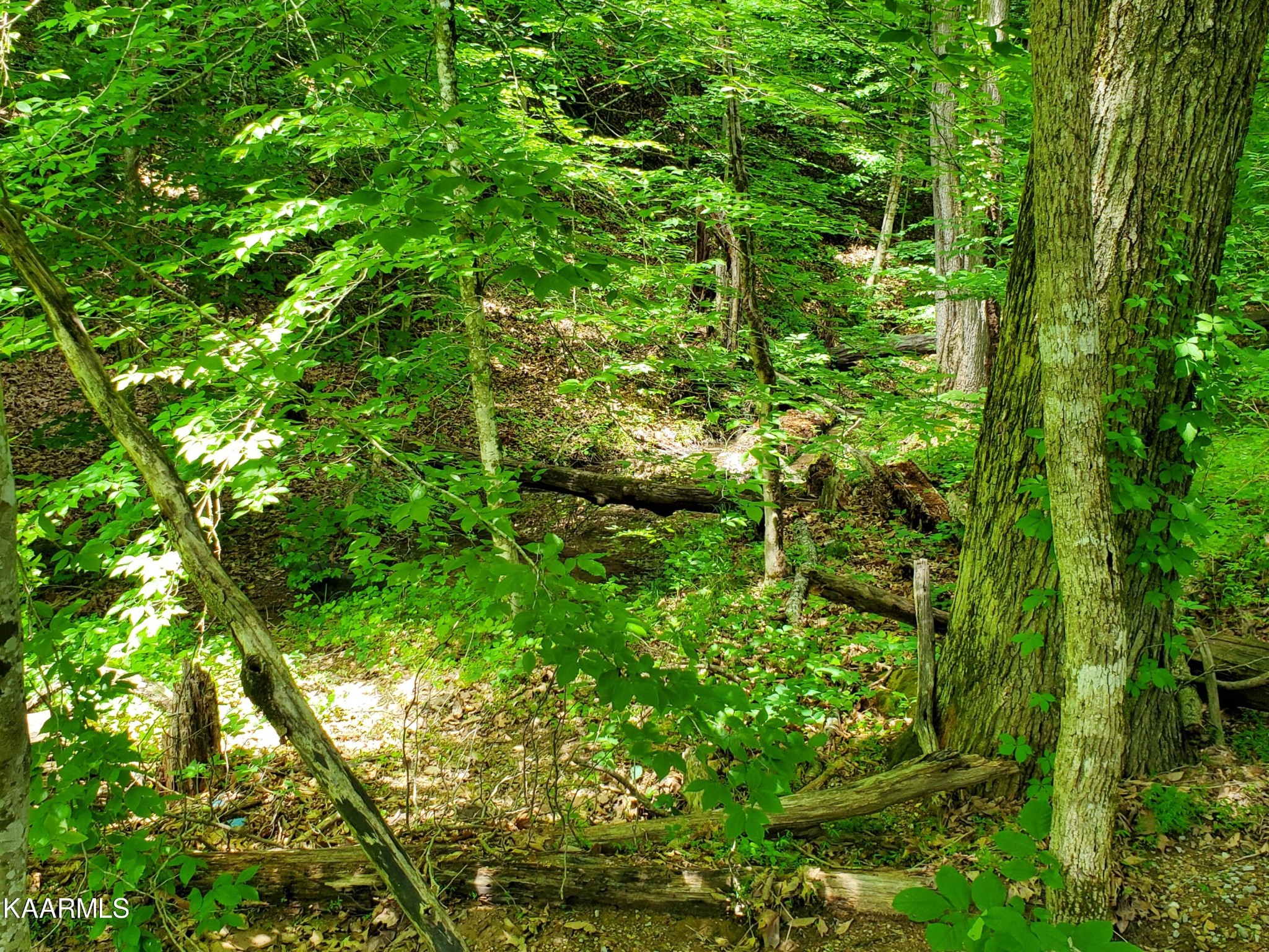 0 Lick Branch Road New Tazewell, TN 37825 - Photo 15 of 24 Gallery Image 15