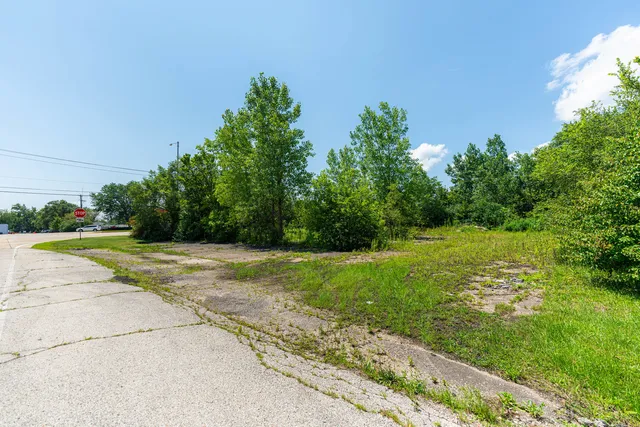 a view of a yard with plants and large trees