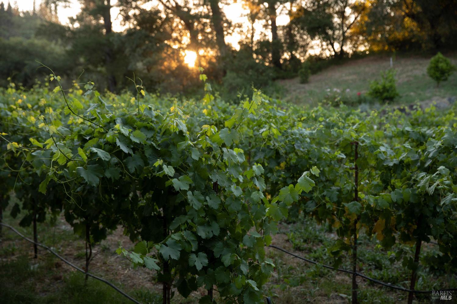 766 Westside Road Healdsburg, CA 95448 - Photo 9 of 38