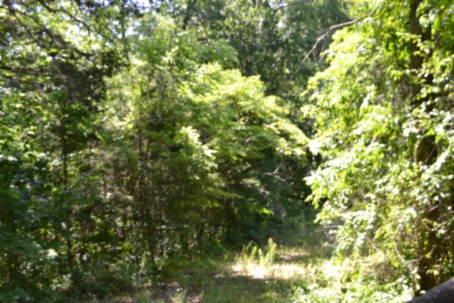 0 Beauchamp Road Burkesville, KY 42717 - Photo 22 of 41