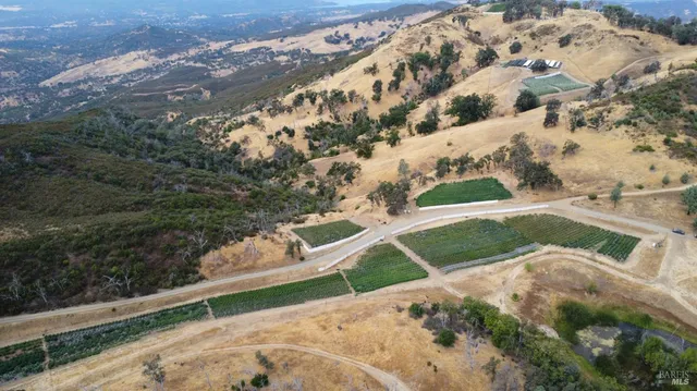 a view of a yard with a tree