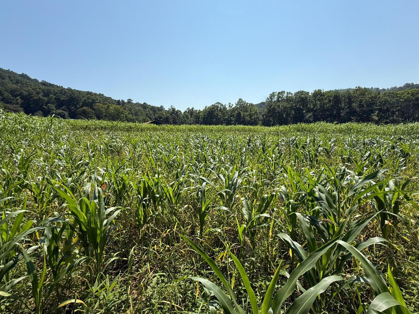 0 Schmidt Road Bainbridge, OH 45612 - Photo 27 of 59 0 Schmidt Rd (28 of 60)
