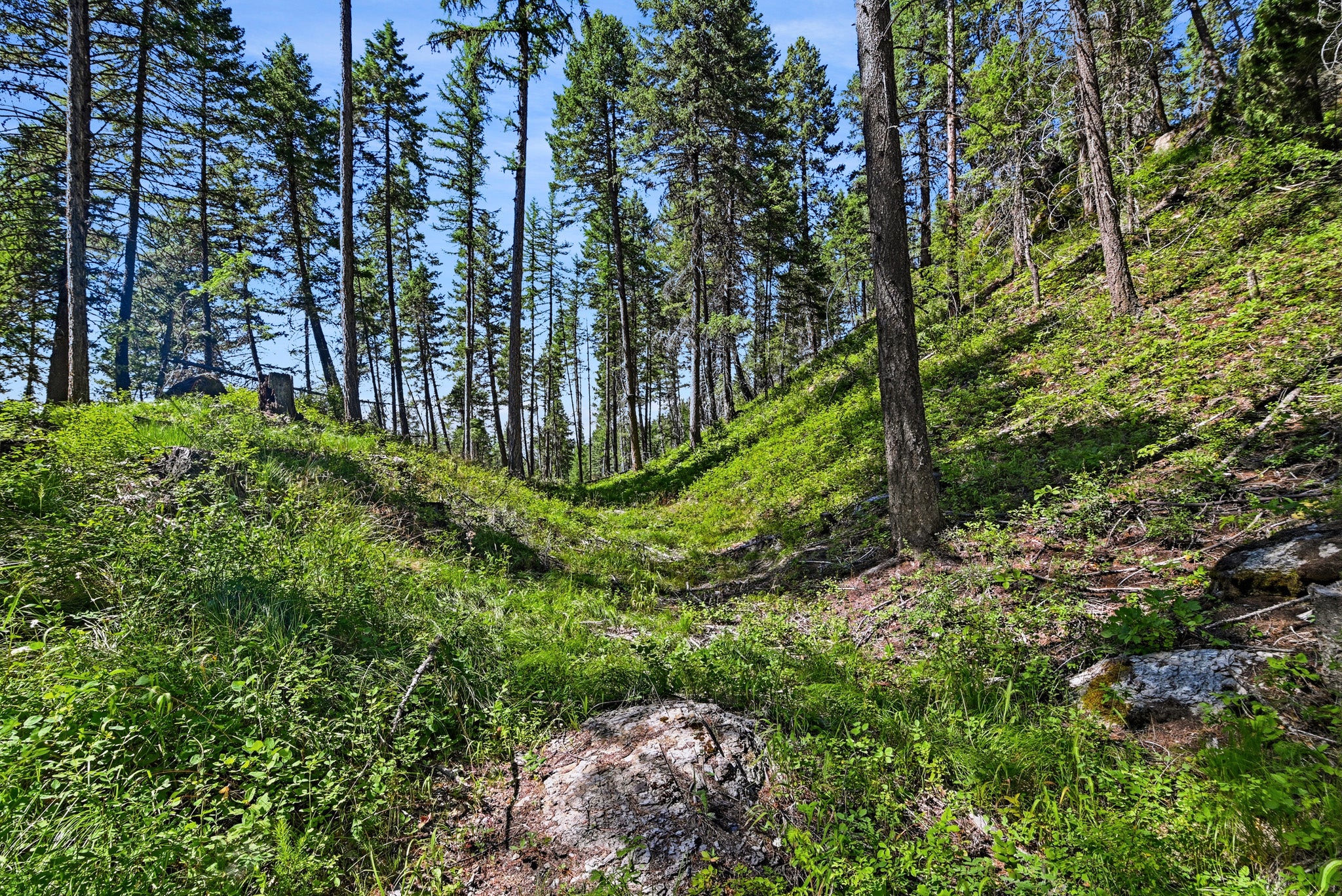 1082 Whitefish Ridge Road Whitefish, MT 59937 - Photo 15 of 26 Gallery Image 15