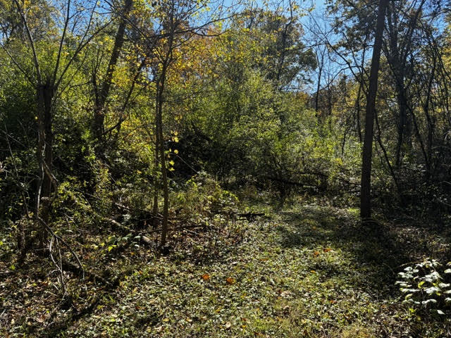 23976 West Beach Grove Road Antioch, IL 60002 - Photo 11 of 13 a view of a yard with plants and large trees