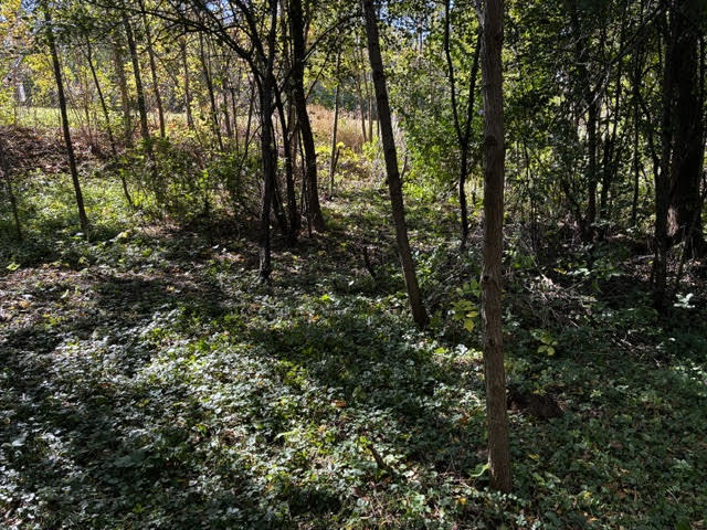 23976 West Beach Grove Road Antioch, IL 60002 - Photo 2 of 13 a view of forest
