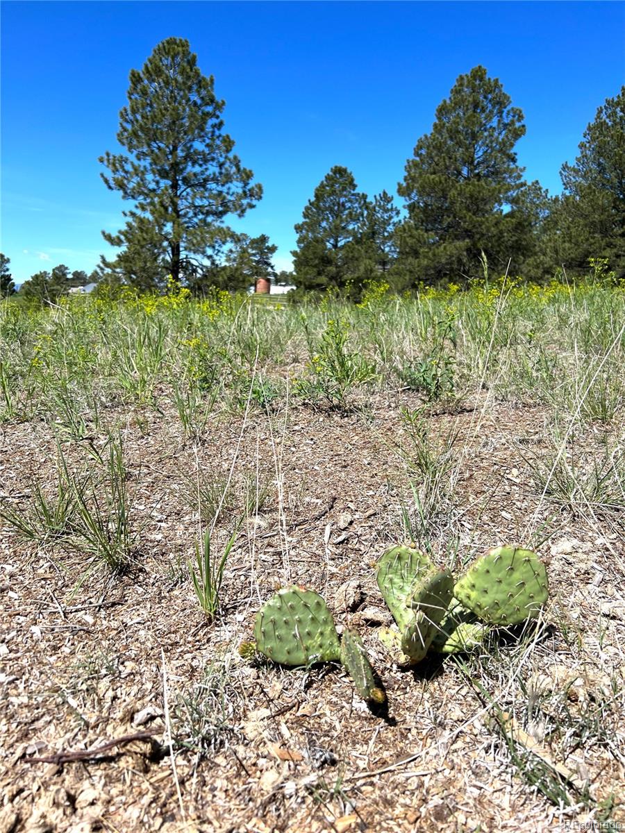 10290 Democrat Road Parker, CO 80134 - Photo 15 of 23